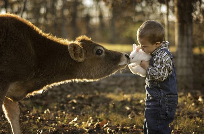 niño agarrando un conejito a lado de una vaca
